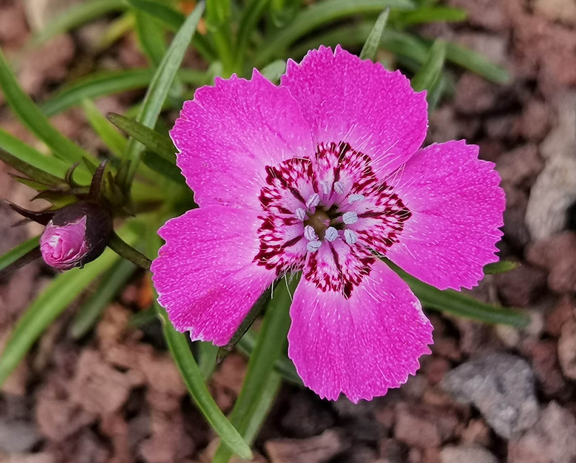 Dianthus alpinus 'Joans Blood' 2